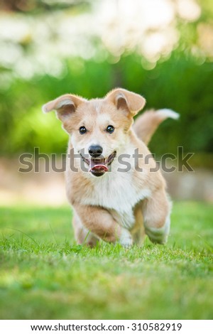 Funny pembroke welsh corgi puppy playing in the yard