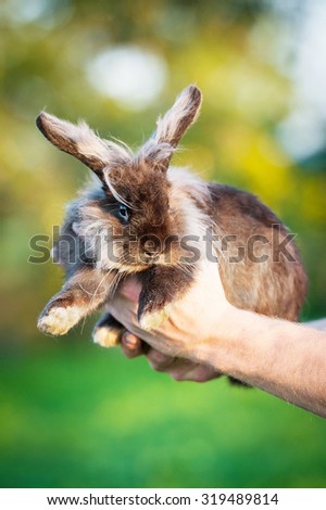Man keeping beautiful fluffy black angora rabbit in his arms
