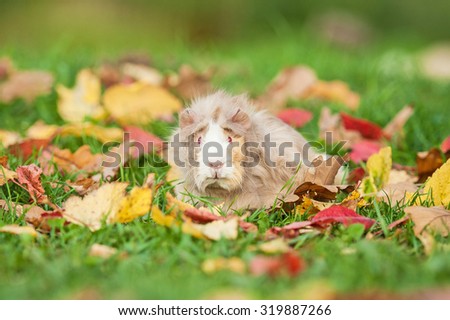 Beautiful guinea pig with red eyes walking outdoors in autumn