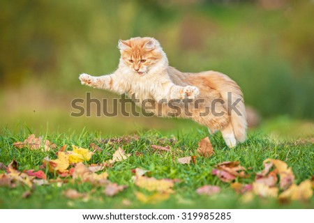 Funny cat flying in the air in autumn