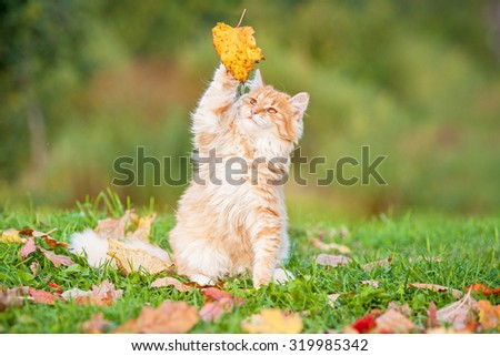 Little tabby cat catching falling leaves in autumn