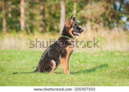 German shepherd dog on the obedience training