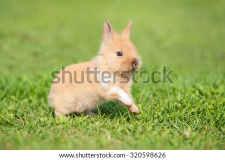 Little rabbit running on the grass