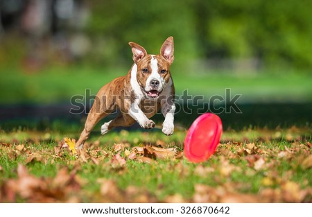American staffordshire terrier dog catching frisbee in the park in autumn