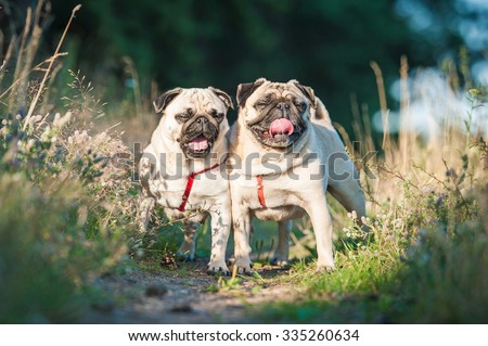 Two funny pug dogs on the walk in summer