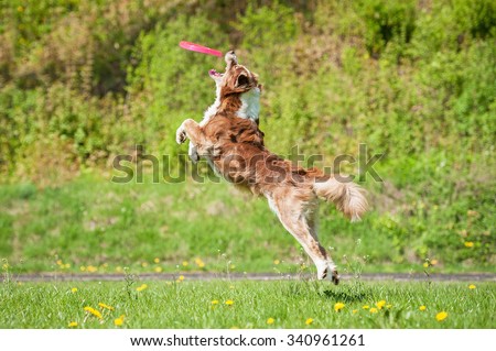 Australian shepherd dog jumps in the air to catch a disc