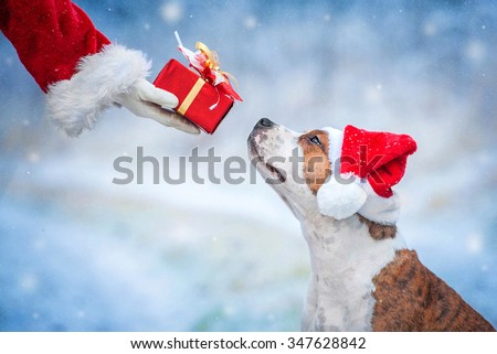 American staffordshire terrier dog with a christmas hat taking a present from Santa\'s hand
