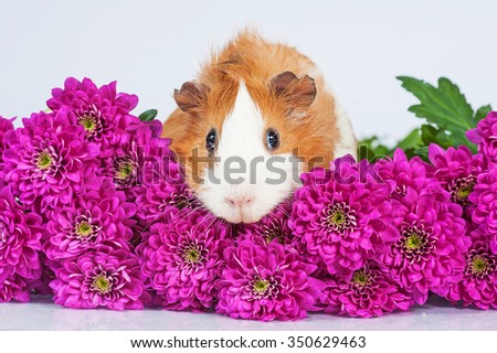 Guinea pig sitting in flowers