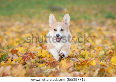 Pembroke welsh corgi puppy running in autumn