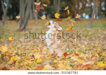 Happy pembroke welsh corgi puppy playing with falling leaves in autumn