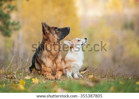 Pembroke welsh corgi puppy with german shepherd dog in autumn