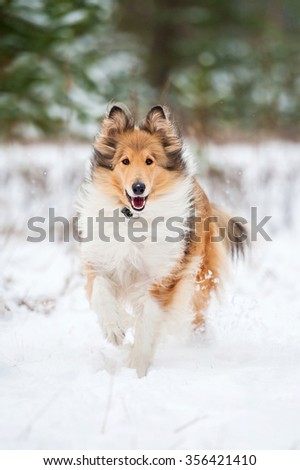 Rough collie dog running in winter