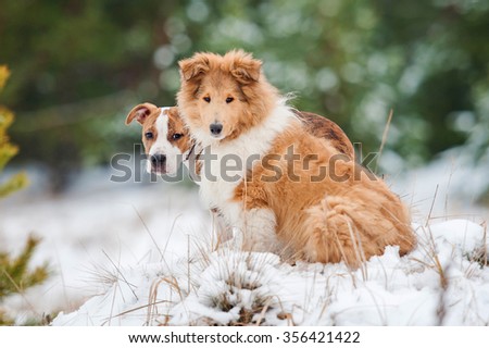 American staffordshire terrier puppy with rough collie puppy