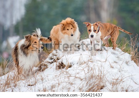American staffordshire terrier puppy playing with rough collie puppies in winter