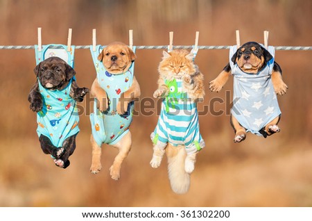 Funny group of american staffordshire terrier puppies with little red cat hanging on a clothesline