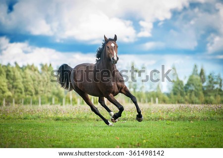 Beautiful warmblood horse running on the field in summer