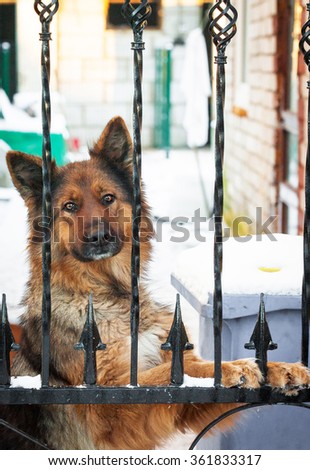German shepherd dog  behind a fence