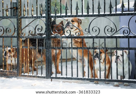 Group of dogs behind a fence
