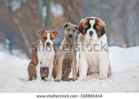 Group of three funny puppies in winter