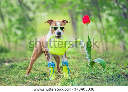 Funny dog with sunglasses and boots watering a flower from a watering can