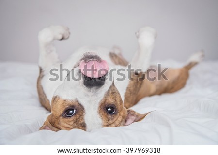 Funny american staffordshire terrier dog having fun on the bed