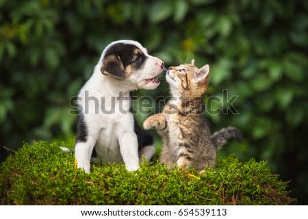 Little puppy playing with a little tabby kitten