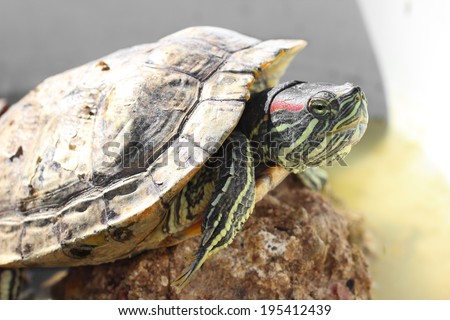 Male pond slider or red-eared slider turtle molting