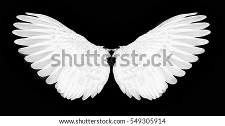 white wings of birds on back bacground