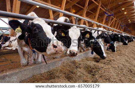 Many cows on a dairy farm. Milk production, beef production