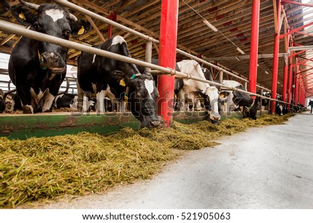 Cows on a farm eating grass, cattle, hay