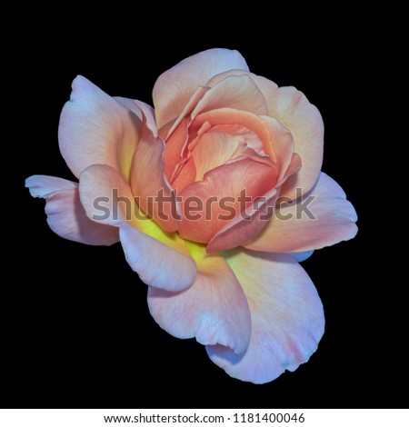 Pastel color fine art still life bright floral macro flower portrait image of a single isolated orange pink wide open rose blossom, black background,detailed texture,vintage painting style
