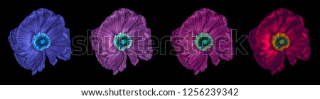 Floral fine art still life detailed color macro flower portrait of a collection of four isolated glowing satin/silk poppy wide opened blossoms isolated on black background with detailed texture