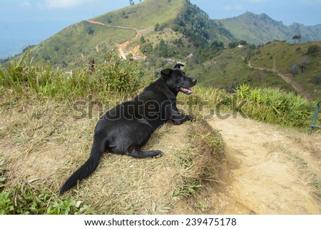 black dog on Mountain  ,Pha Tung Mountain , Chiang Rai , Thailand