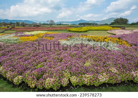 flowers field in Boon Rawd Farm, Chiangrai, Thailand