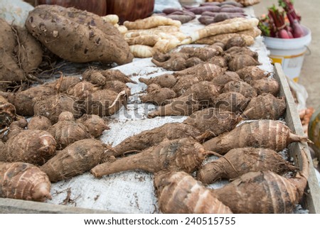 Group of taro roots