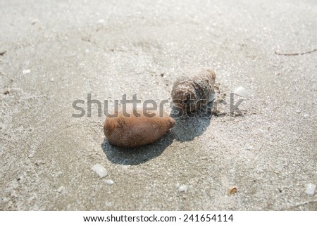 Sea cucumbers on the sand