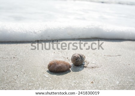 Sea cucumbers on the sand with wave of the sea