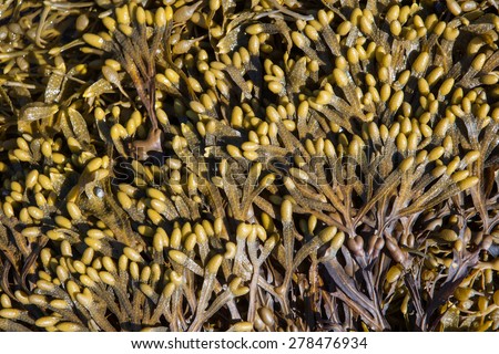 Brown algae Fucus from White Sea