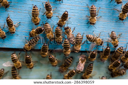 The bees and the queen bee on the comb