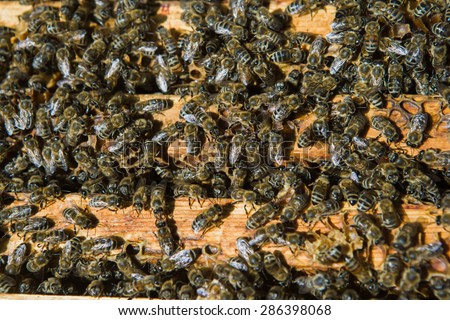 The bees and the queen bee on the comb