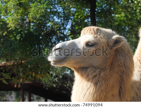 Head Shot of a Camel at a Zoo in Budapest, Hungary