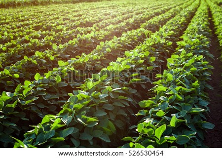 Rows of young soybean plants in a field