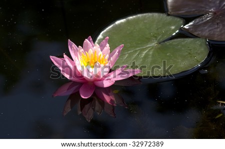 lotus on black water