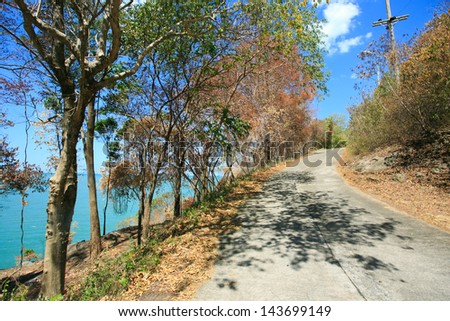 Concrete road in dry forest near the sea under blue sky