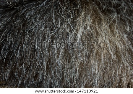 Texture of black dog hair
