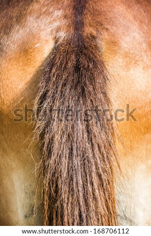 Rear end and tail of horse