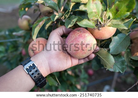 Man hand picking an apple