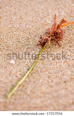A piece of washed up seaweed lying on the beach. Focus towards the back