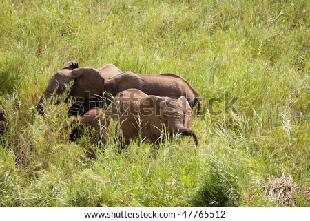 Three African elephants grazing on the riverbank between the reeds