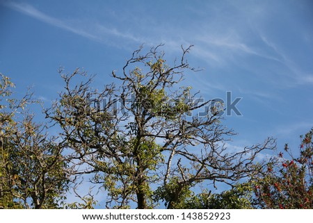 Bent Tree Branches